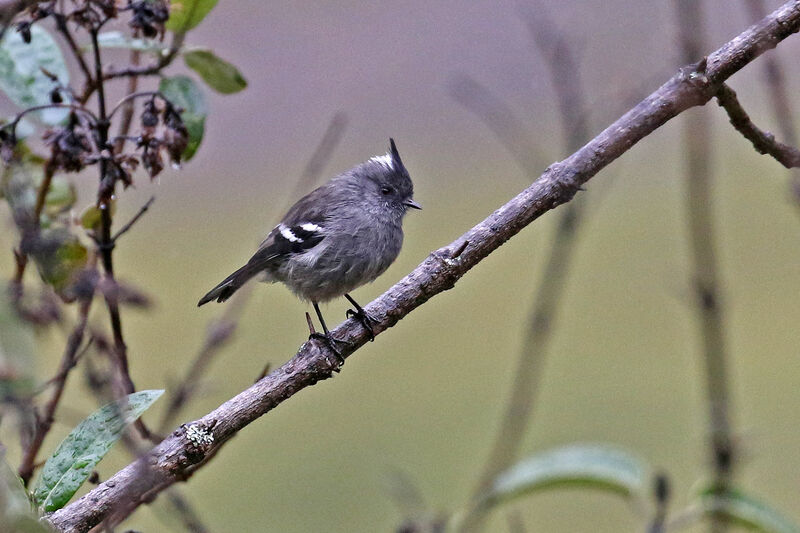 Taurillon grisadulte