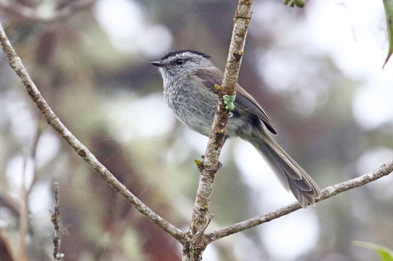 Taurillon uniadulte