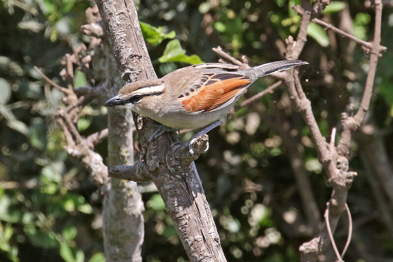 Brown-crowned Tchagraadult