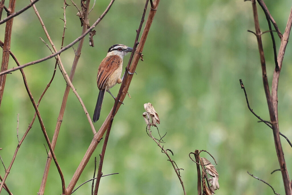 Tchagra des maraisadulte