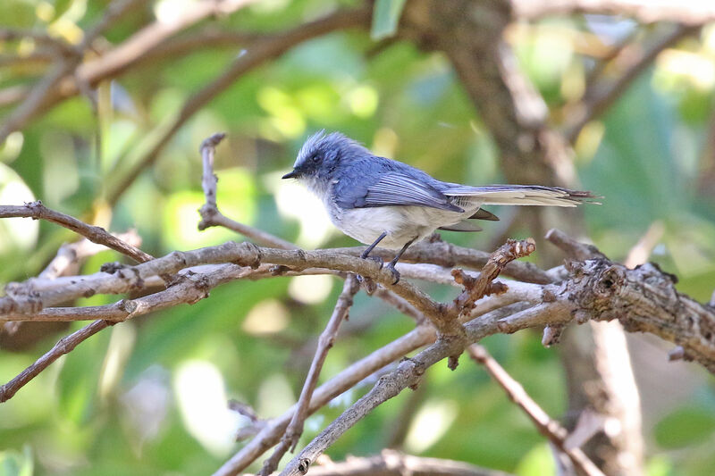 White-tailed Blue Flycatcher