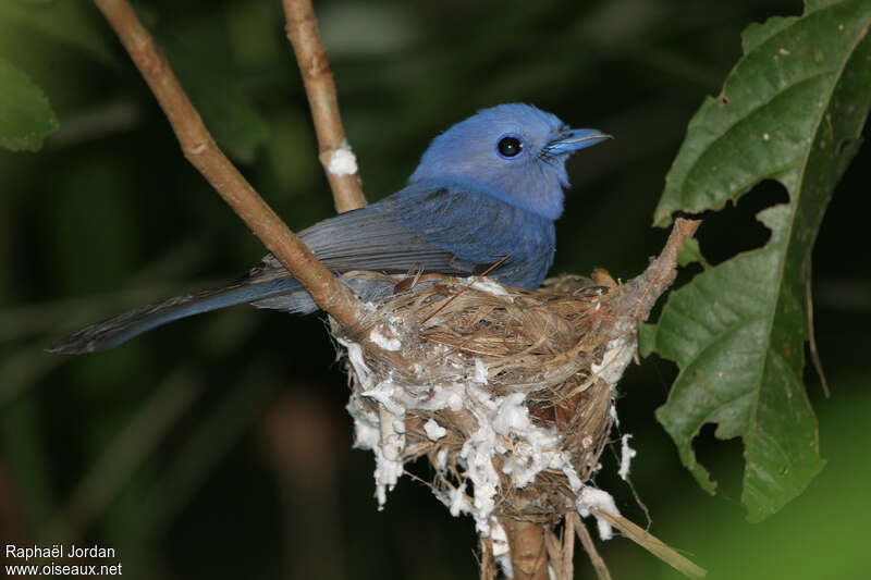 Tchitrec bleu pâleadulte nuptial, Nidification