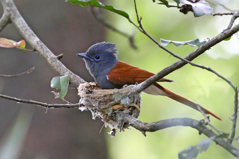 African Paradise Flycatcher female adult, Reproduction-nesting