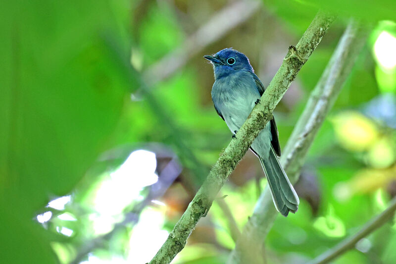 Short-crested Monarch male adult