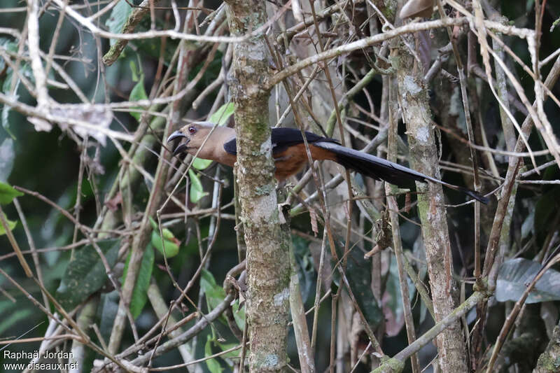 Bornean Treepie