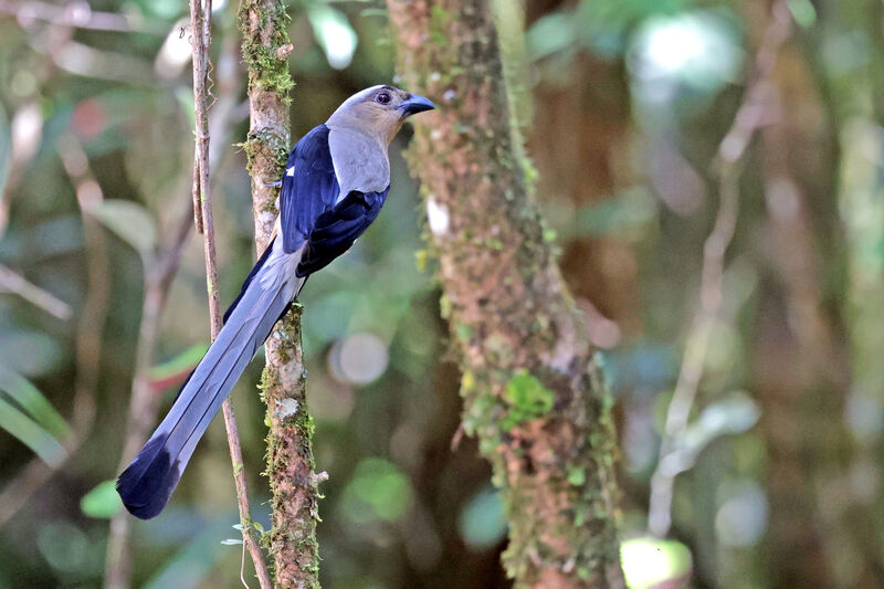 Bornean Treepie