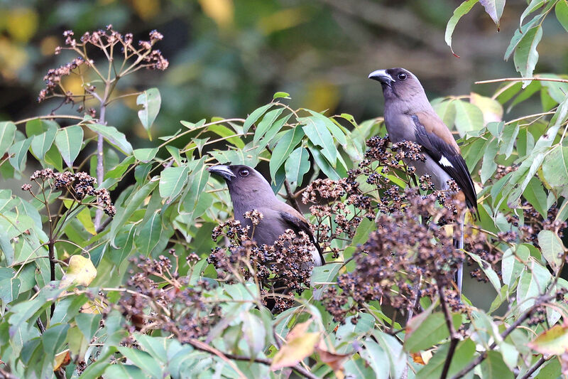 Grey Treepie