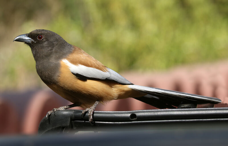 Rufous Treepieadult