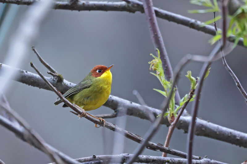 Chestnut-headed Tesiaadult