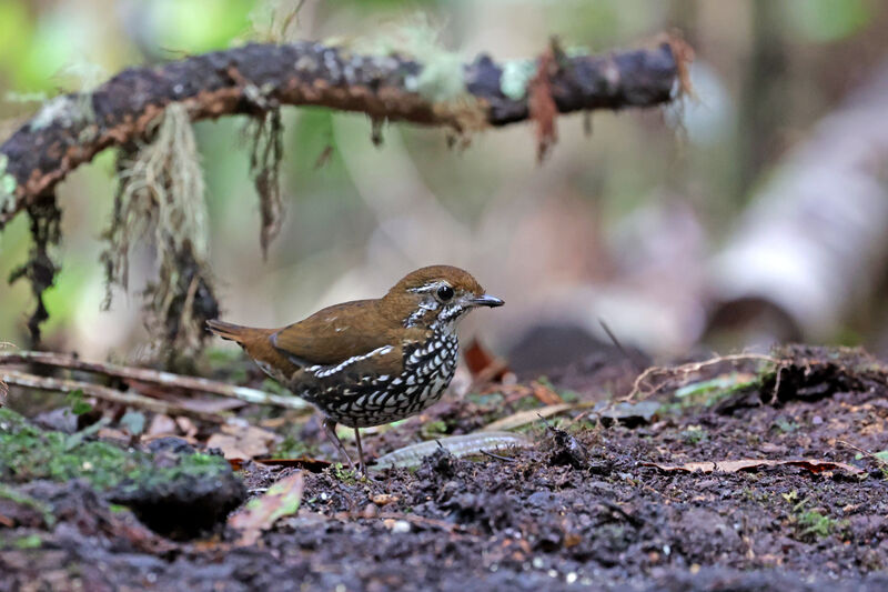 Schwartz's Antthrush