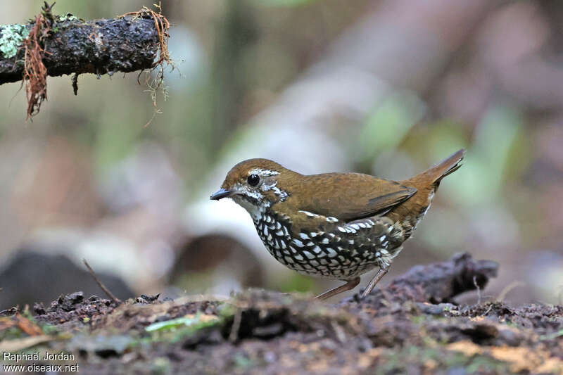 Schwartz's Antthrush