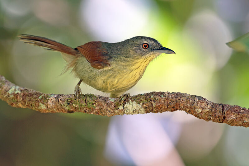 Pin-striped Tit-Babbleradult