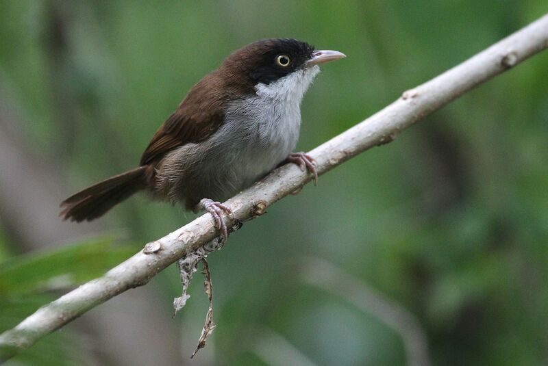 Dark-fronted Babbleradult