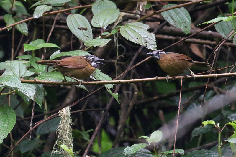 Grey-throated Babbleradult