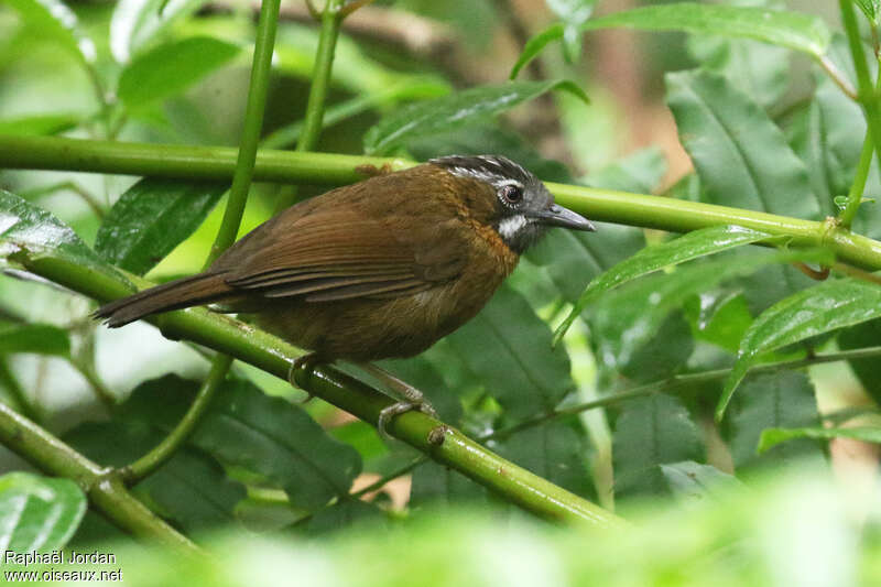 Grey-throated Babbleradult, identification