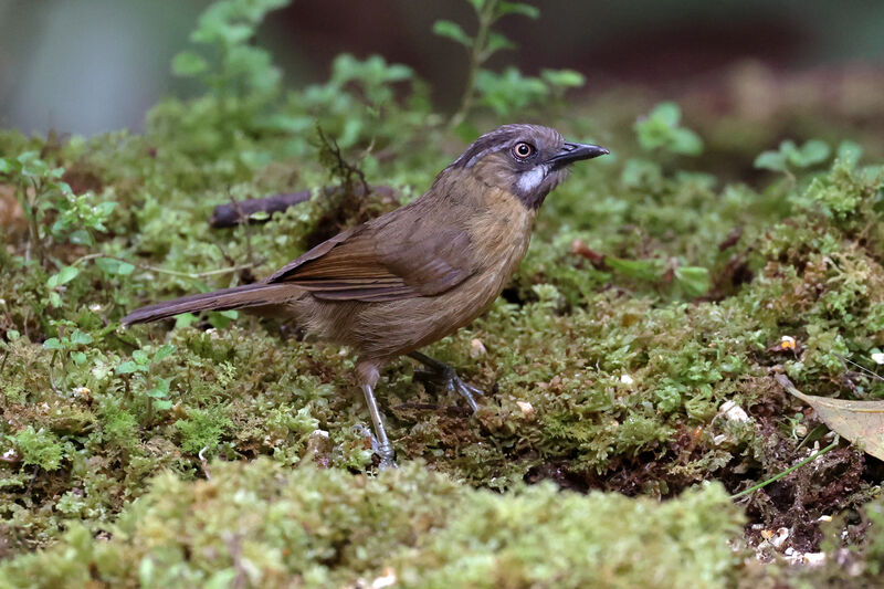 Grey-throated Babbler