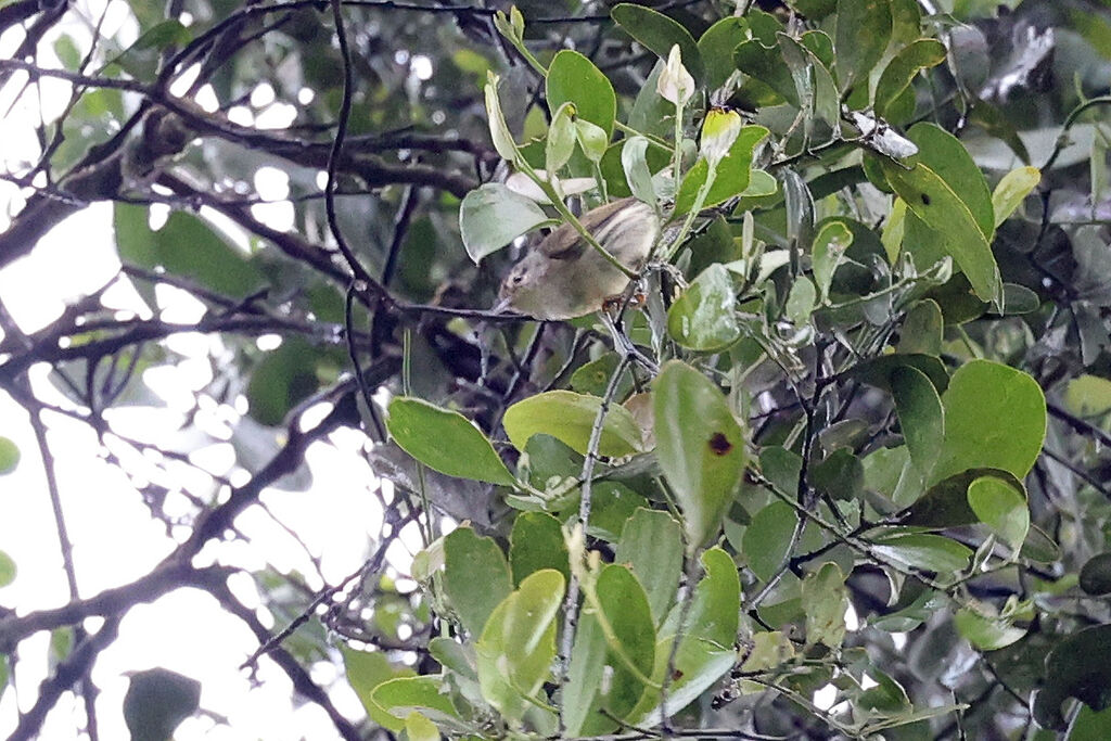 Mindanao Miniature Babbler