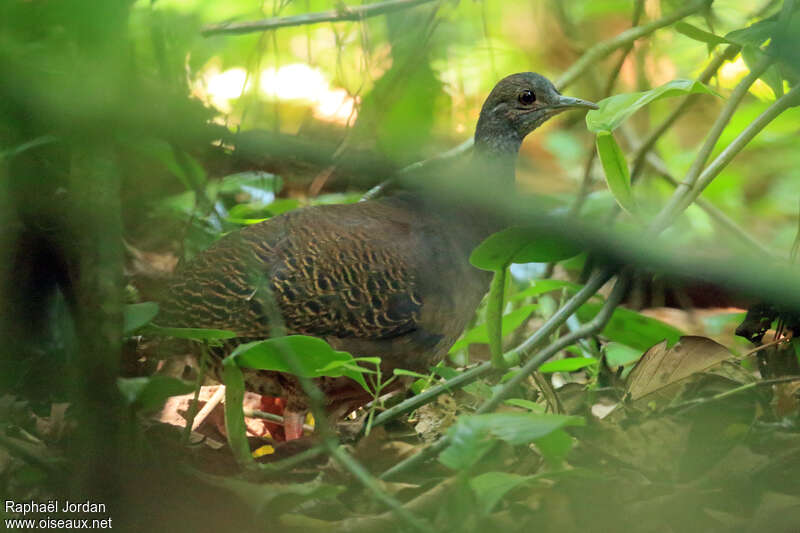 Tinamou de Boucard femelle adulte, identification