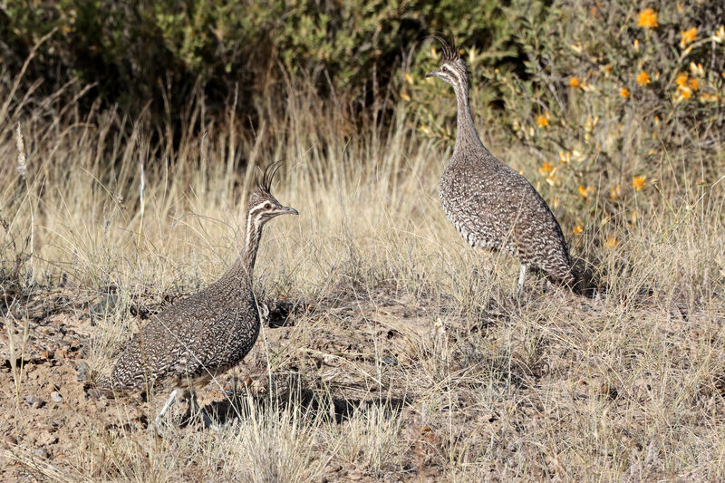 Elegant Crested Tinamouadult