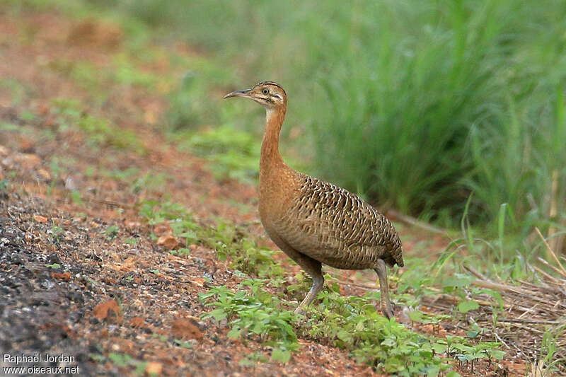 Red-winged Tinamouadult, identification