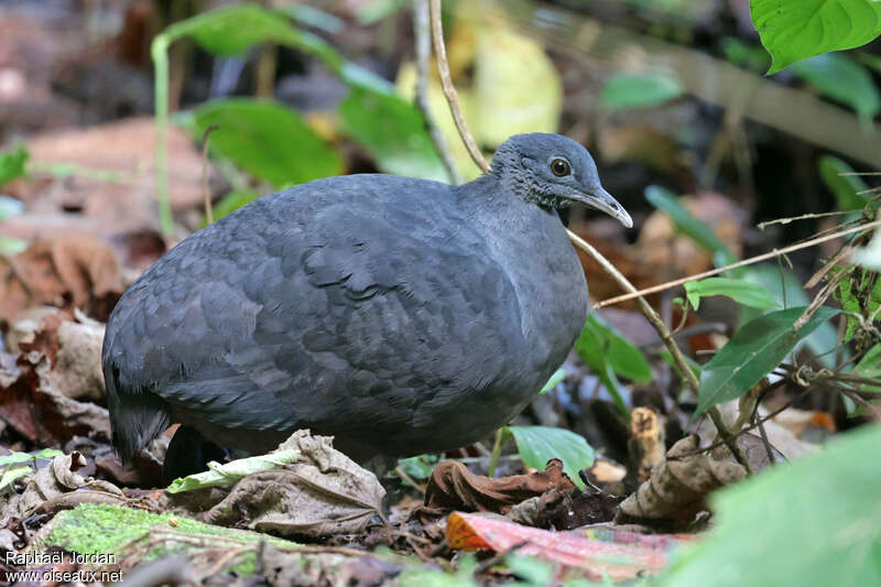 Black Tinamou