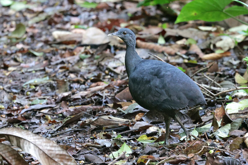 Tinamou noir