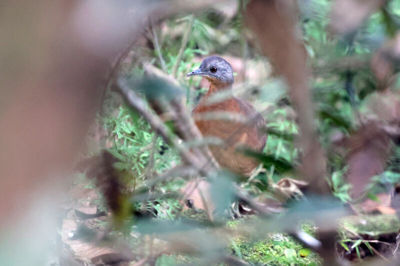 Little Tinamou