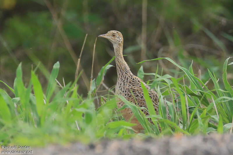 Spotted Nothuraadult, identification