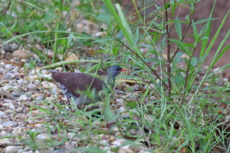 Tataupa Tinamou