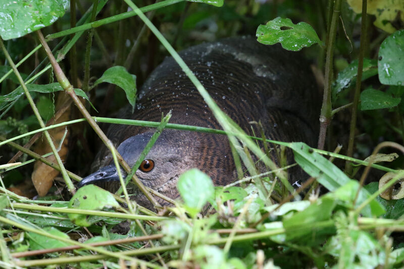 Undulated Tinamouadult, Reproduction-nesting