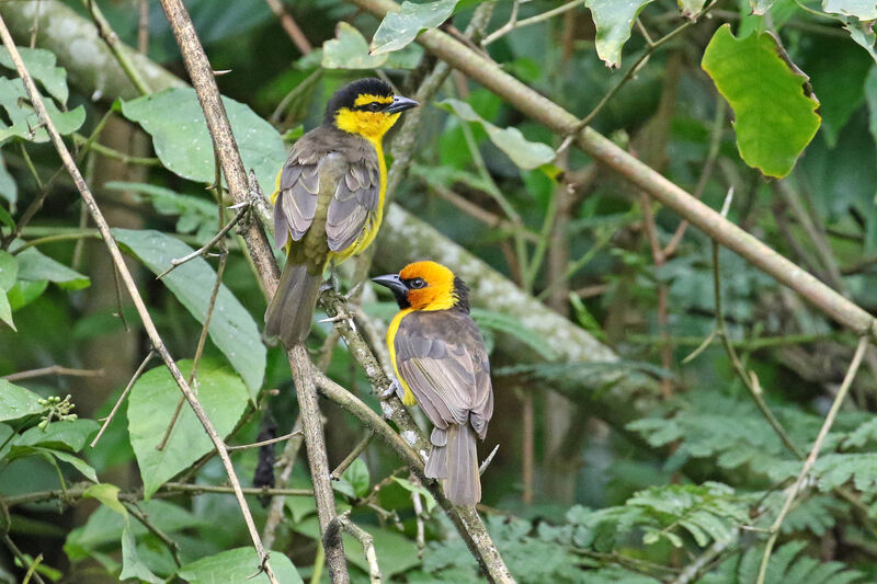 Black-necked Weaveradult