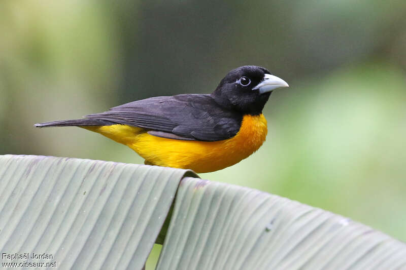 Dark-backed Weaveradult breeding, identification