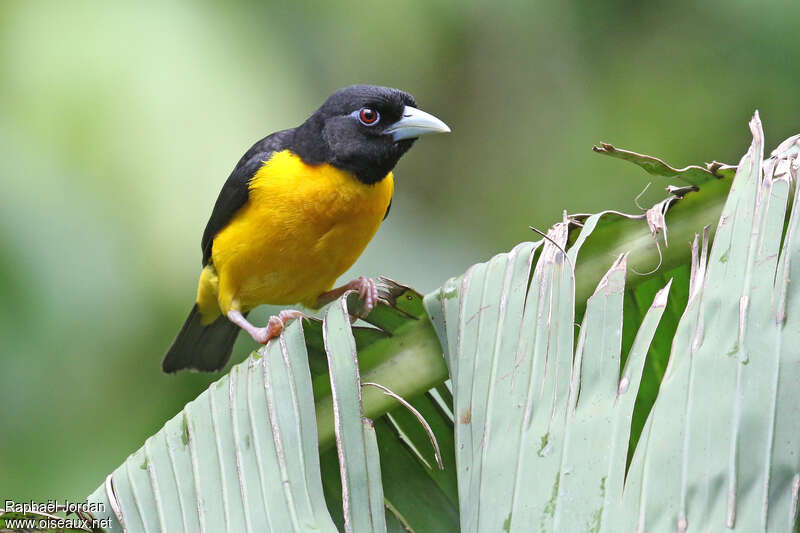 Dark-backed Weaveradult, close-up portrait