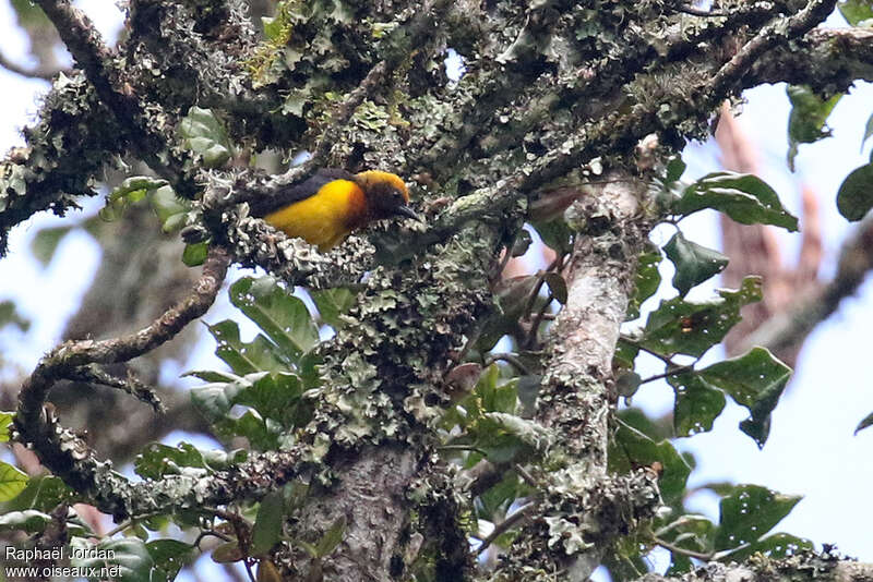 Usambara Weaver male adult, identification, pigmentation