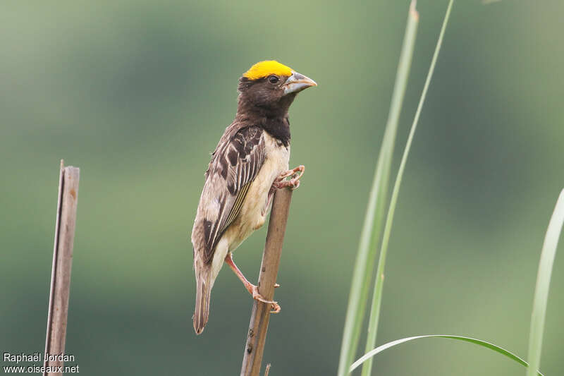 Black-breasted Weaver male adult breeding, identification