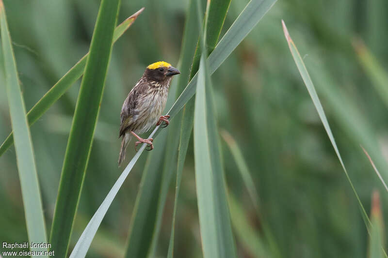 Streaked Weaver male adult breeding, identification