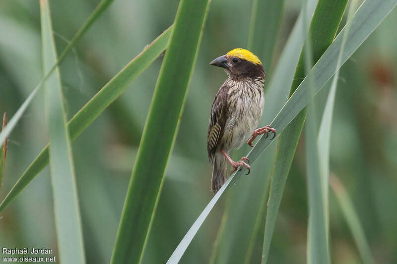 Streaked Weaver male adult breeding, close-up portrait