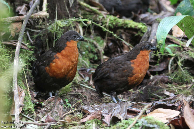 Tocro à dos noiradulte, habitat, pigmentation