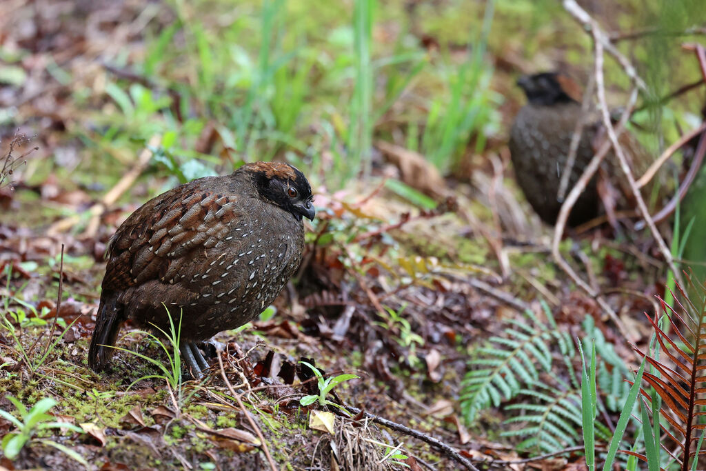 Tocro à front noiradulte
