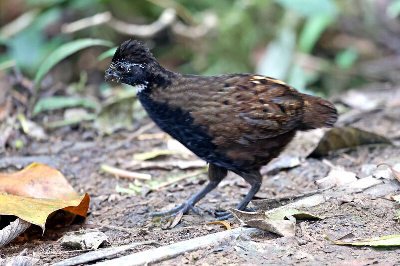 Tocro à poitrine noireadulte