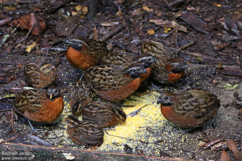 Tocro à poitrine rousse, mange, Comportement