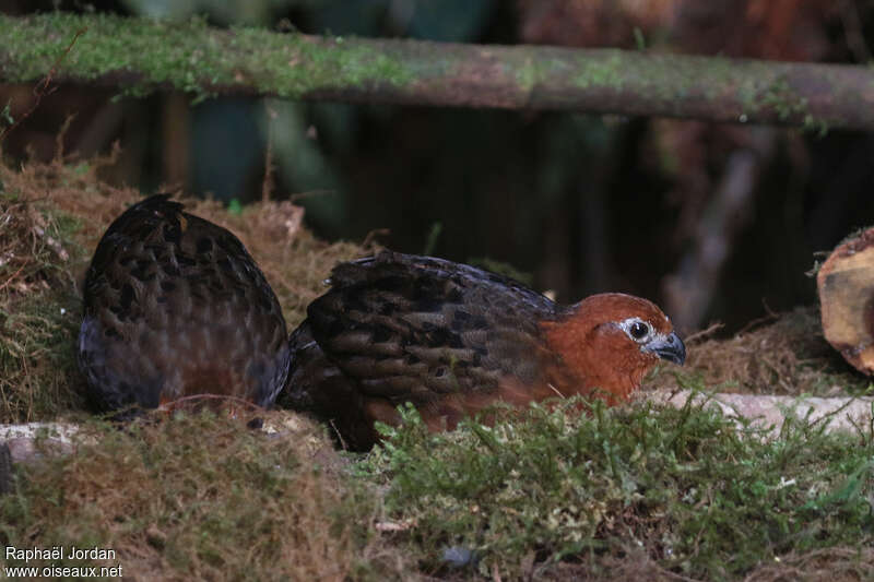 Chestnut Wood Quail male adult, pigmentation