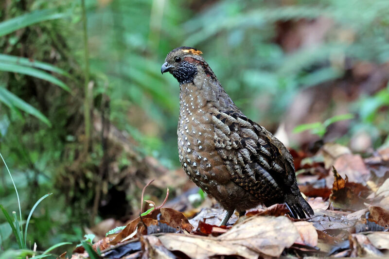 Spotted Wood Quailadult