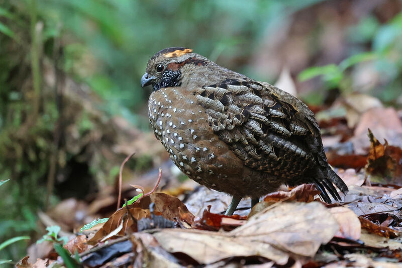 Spotted Wood Quail