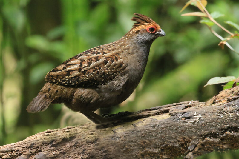 Spot-winged Wood Quailadult