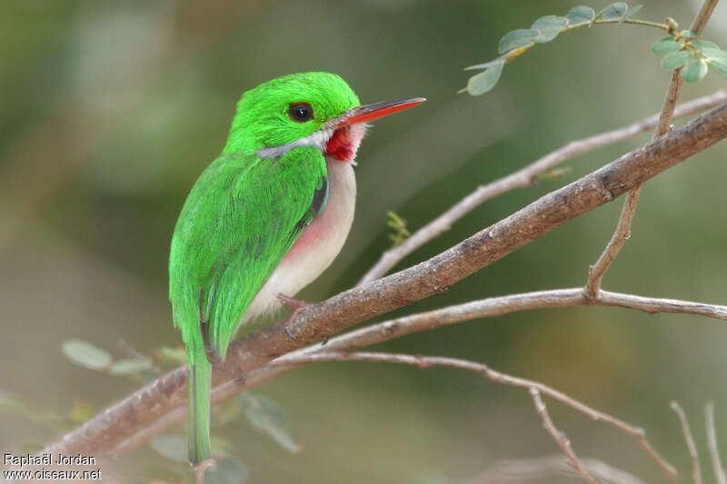 Broad-billed Todyadult, identification