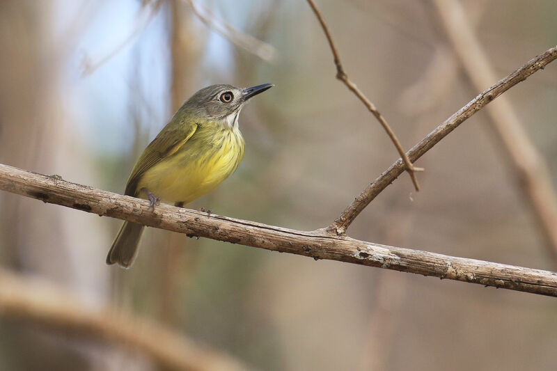 Stripe-necked Tody-Tyrantadult