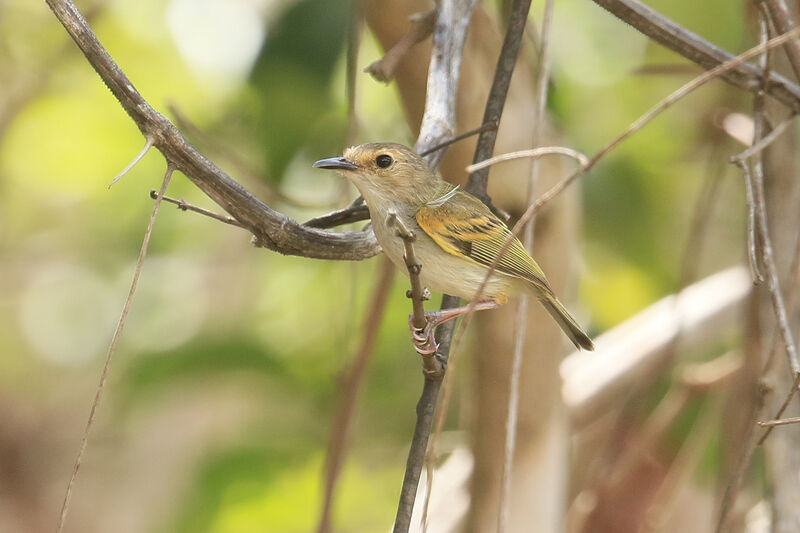 Rusty-fronted Tody-Flycatcheradult