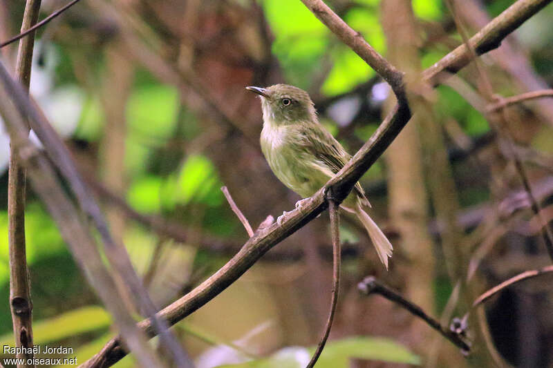 Snethlage's Tody-Tyrantadult, habitat, pigmentation