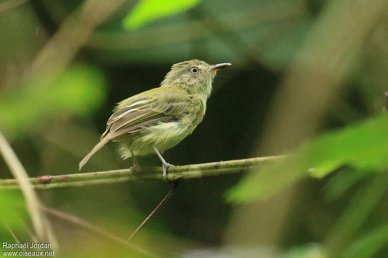 Snethlage's Tody-Tyrantadult, identification